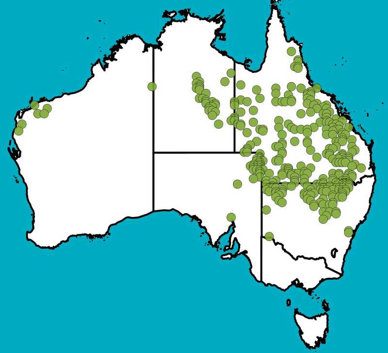 Distribution Map | Owenia acidula | Queensland Native Seeds