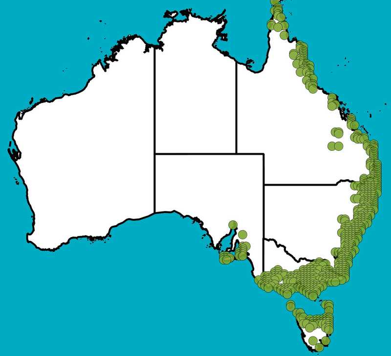 Distribution Map | Gahnia sieberiana | Queensland Native Seeds