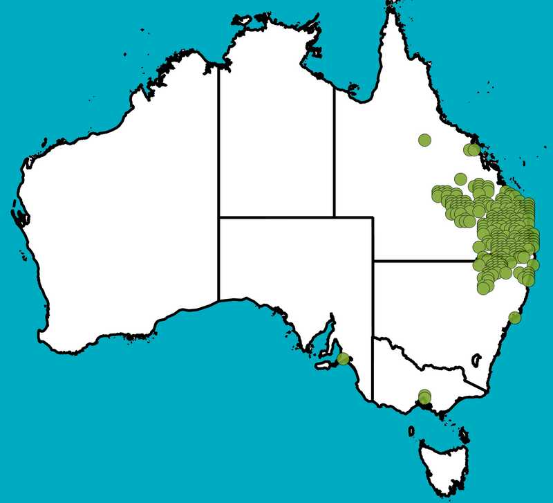 Distribution Map | Angophora costata subsp. leiocarpa | Queensland Native Seeds