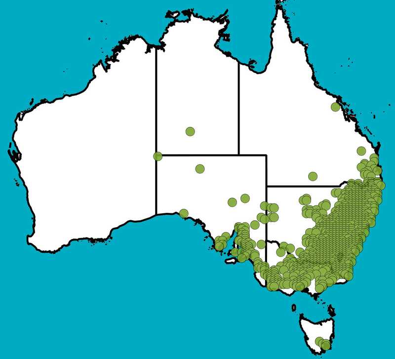 Distribution Map | Bothriochloa macra | Queensland Native Seeds