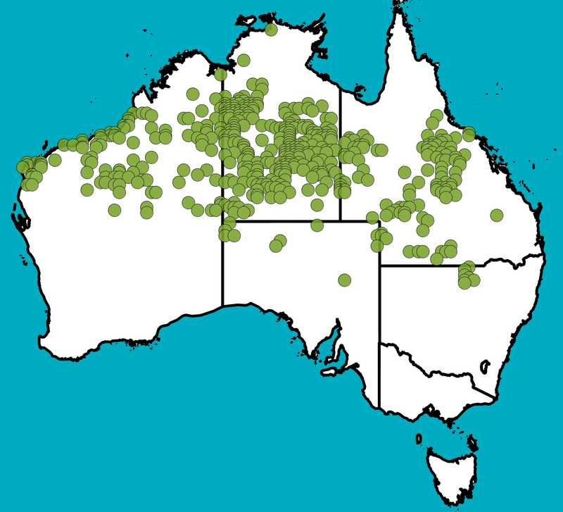 Distribution Map | Acacia coriacea subsp. sericophylla | Queensland Native Seeds