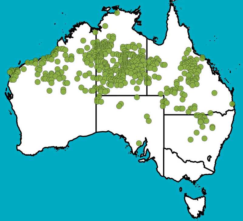 Distribution Map | Acacia sericophylla | Queensland Native Seeds