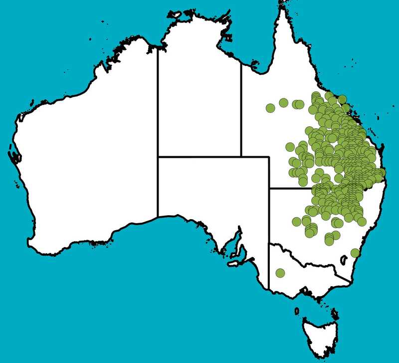 Distribution Map | Acacia harpophylla | Queensland Native Seeds