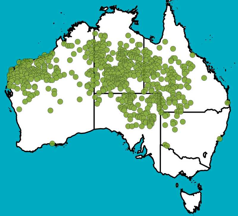 Distribution Map | Senna artemisioides subsp. oligophylla | Queensland Native Seeds