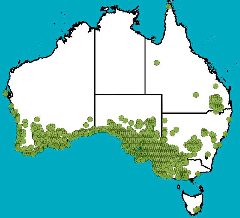 Distribution Map | Melaleuca lanceolata | Queensland Native Seeds