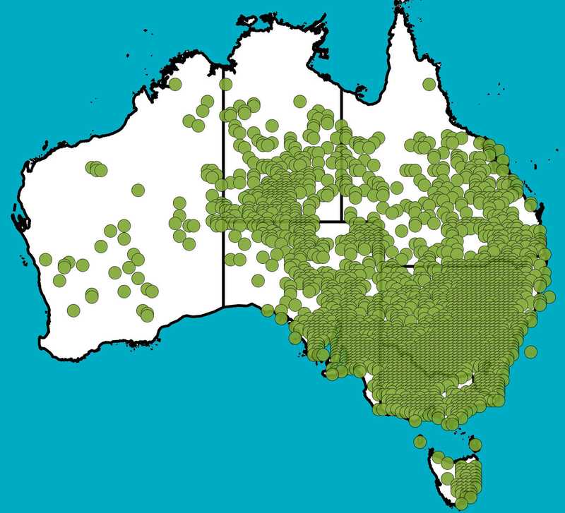 Distribution Map | Einadia nutans | Queensland Native Seeds