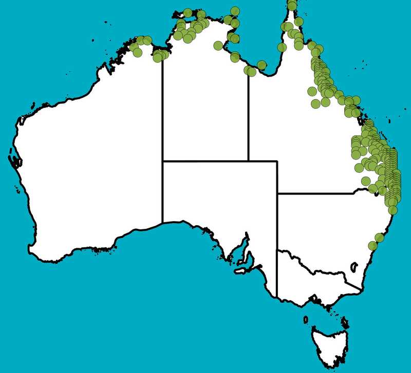 Distribution Map | Acacia aulacocarpa | Queensland Native Seeds