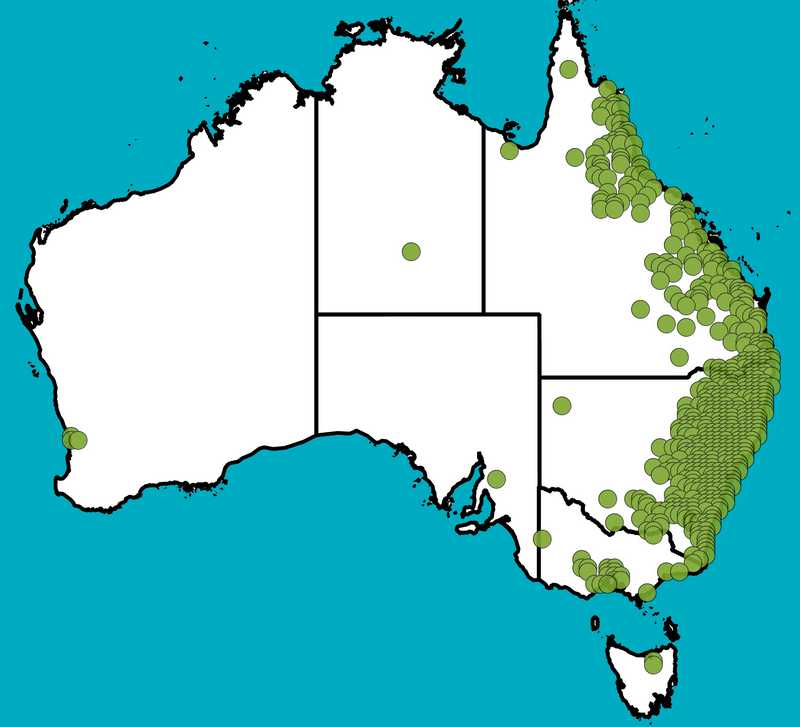 Distribution Map | Casuarina cunninghamiana subsp. cunninghamiana | Queensland Native Seeds