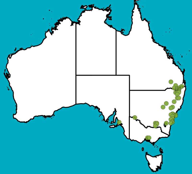Distribution Map | Acacia adunca | Queensland Native Seeds