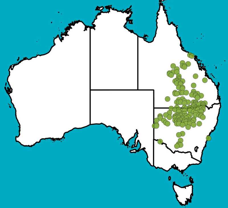 Distribution Map | Senna circinnata | Queensland Native Seeds