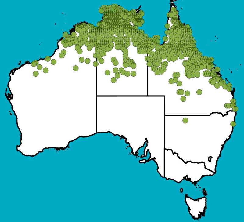 Distribution Map | Acacia holosericea | Queensland Native Seeds