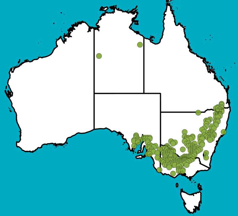 Distribution Map | Acacia montana | Queensland Native Seeds