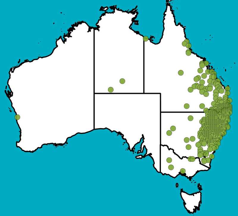 Distribution Map | Swainsona galegifolia | Queensland Native Seeds