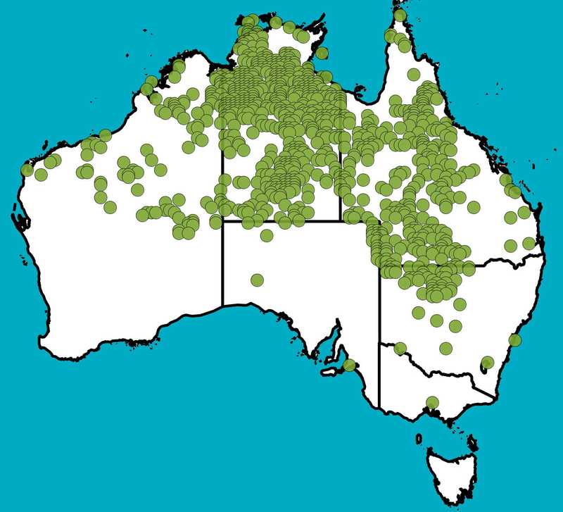 Distribution Map | Corymbia terminalis | Queensland Native Seeds