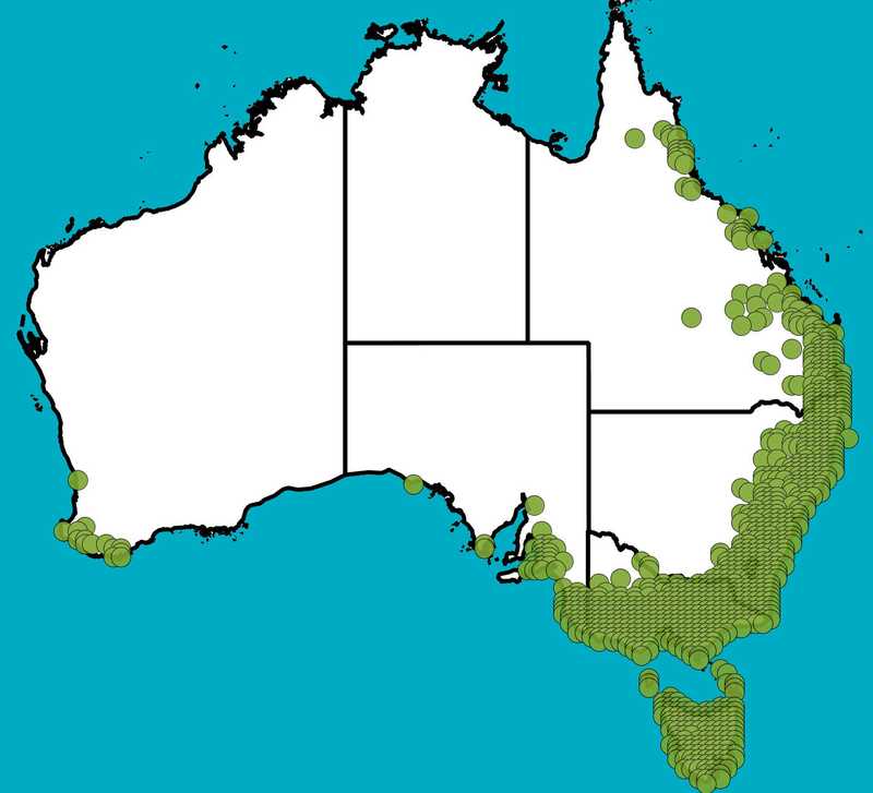 Distribution Map | Acacia melanoxylon | Queensland Native Seeds