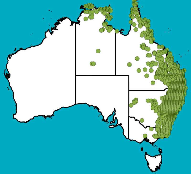 Distribution Map | Cymbopogon refractus | Queensland Native Seeds