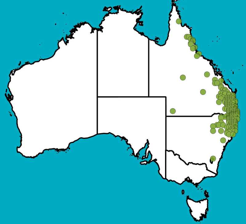 Distribution Map | Denhamia bilocularis | Queensland Native Seeds