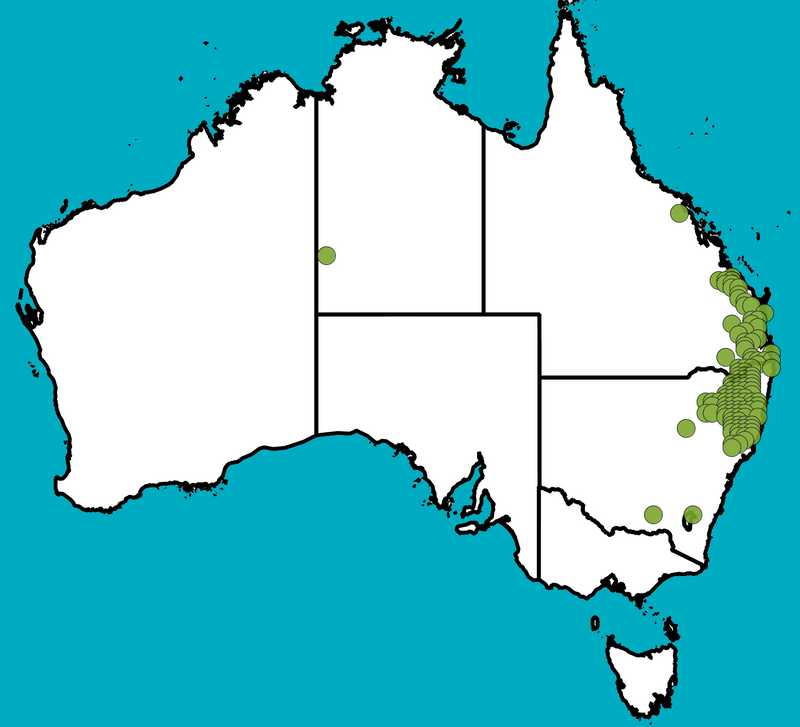 Distribution Map | Eucalyptus andrewsii subsp. andrewsii | Queensland Native Seeds