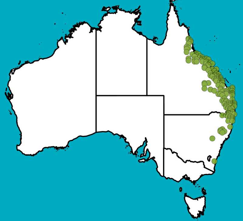 Distribution Map | Dodonaea viscosa subsp. burmanniana | Queensland Native Seeds