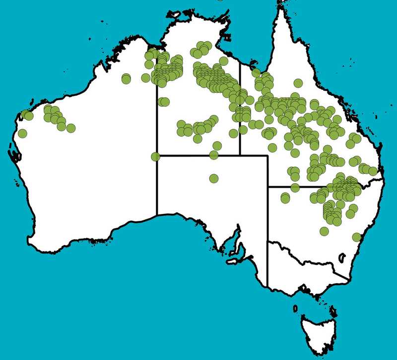 Distribution Map | Astrebla elymoides | Queensland Native Seeds