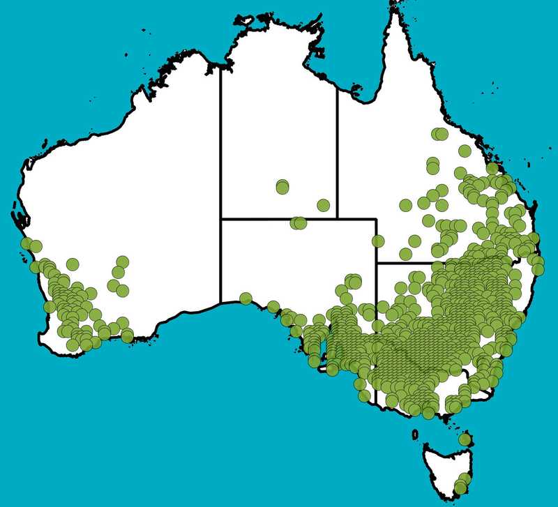 Distribution Map | Atriplex semibaccata | Queensland Native Seeds