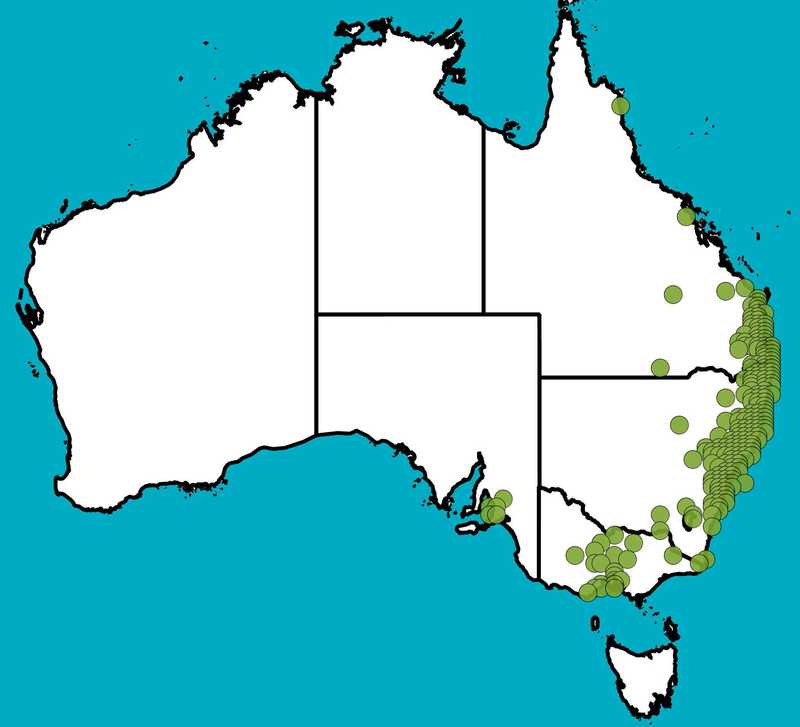 Distribution Map | Melaleuca salicina (syn. Callistemon salignus) | Queensland Native Seeds