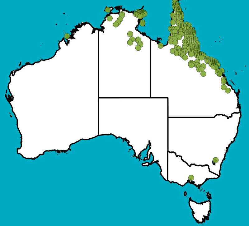 Distribution Map | Acacia simsii | Queensland Native Seeds