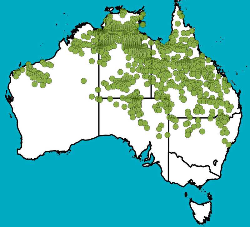 Distribution Map | Aristida latifolia | Queensland Native Seeds