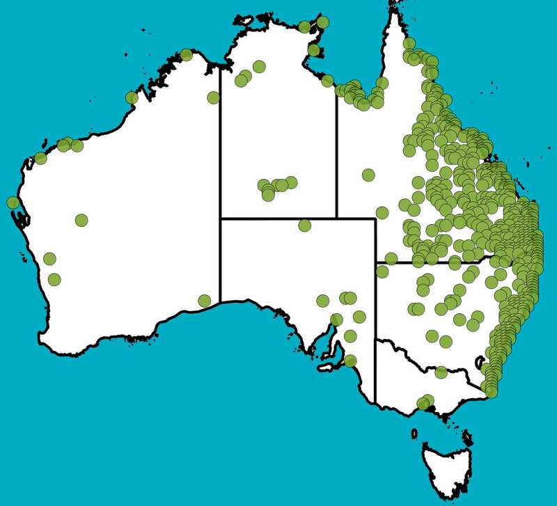 Distribution Map | Myoporum acuminatum | Queensland Native Seeds