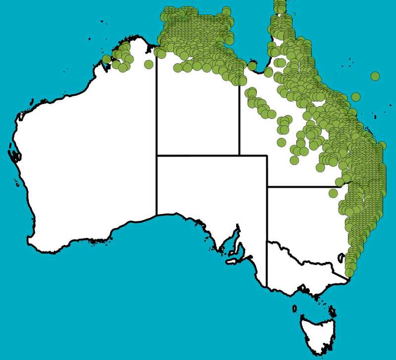 Distribution Map | Alphitonia excelsa | Queensland Native Seeds