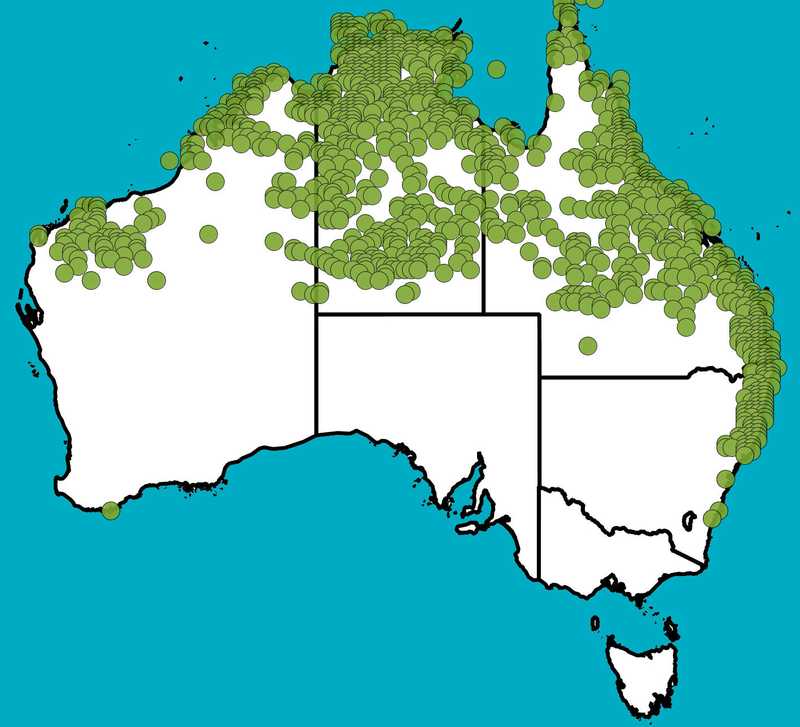 Distribution Map | Clerodendrum floribundum | Queensland Native Seeds