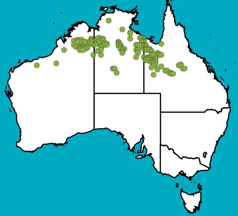 Distribution Map | Acacia retivenea subsp. retivenea | Queensland Native Seeds