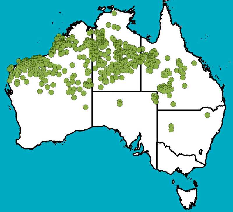 Distribution Map | Senna notabilis | Queensland Native Seeds