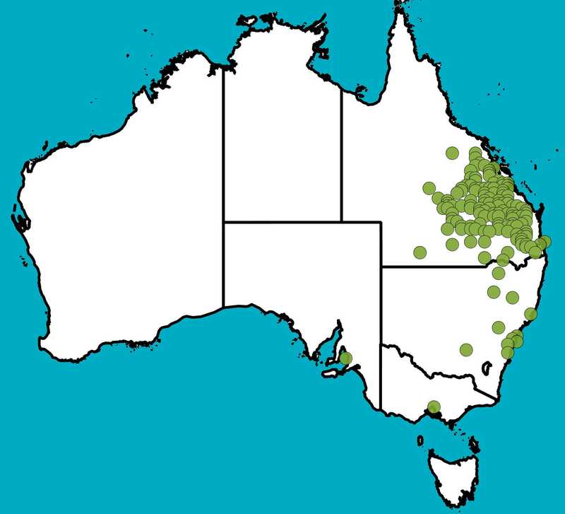 Distribution Map | Brachychiton rupestris | Queensland Native Seeds