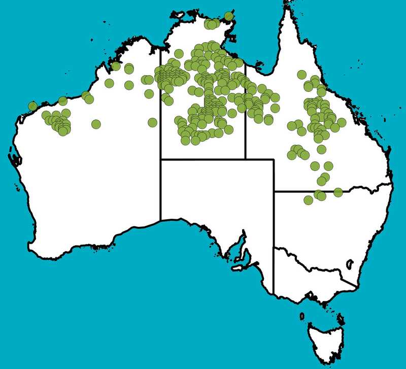 Distribution Map | Acacia cowleana | Queensland Native Seeds
