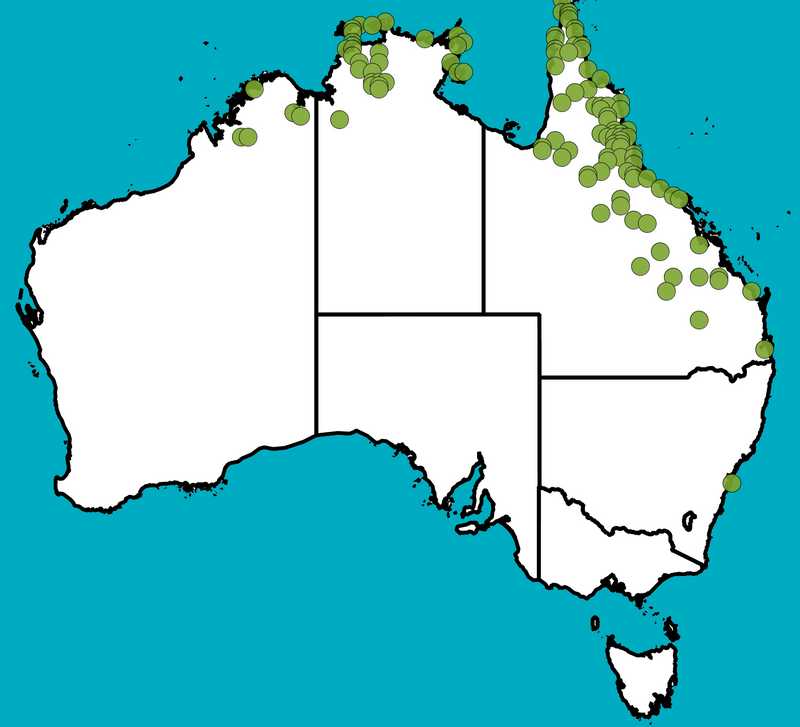Distribution Map | Crotalaria medicaginea var. medicaginea | Queensland Native Seeds