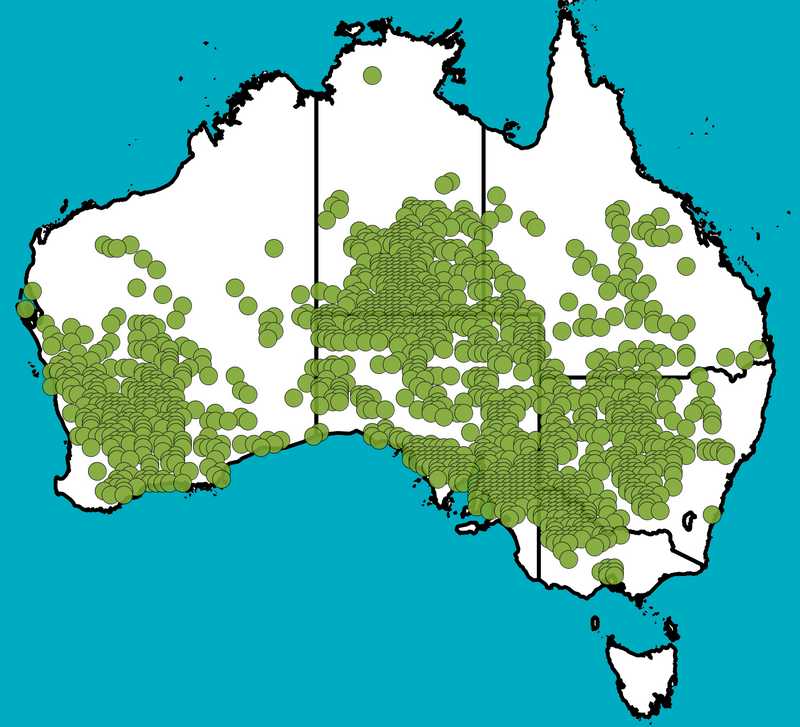 Distribution Map | Senna artemisioides subsp. filifolia | Queensland Native Seeds