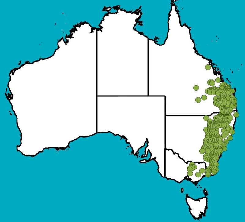 Distribution Map | Acacia penninervis var. penninervis | Queensland Native Seeds