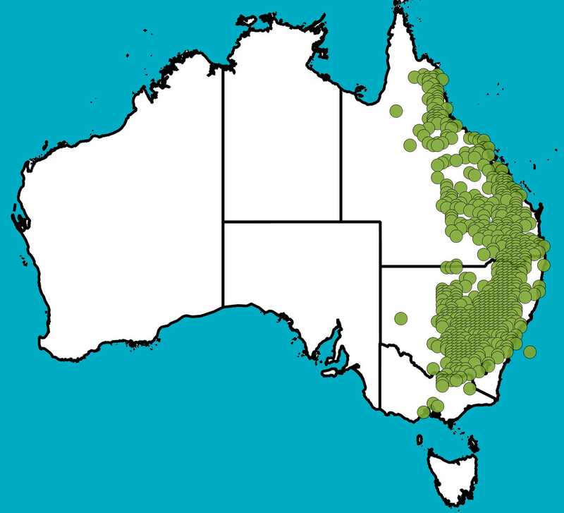 Distribution Map | Acacia decora | Queensland Native Seeds