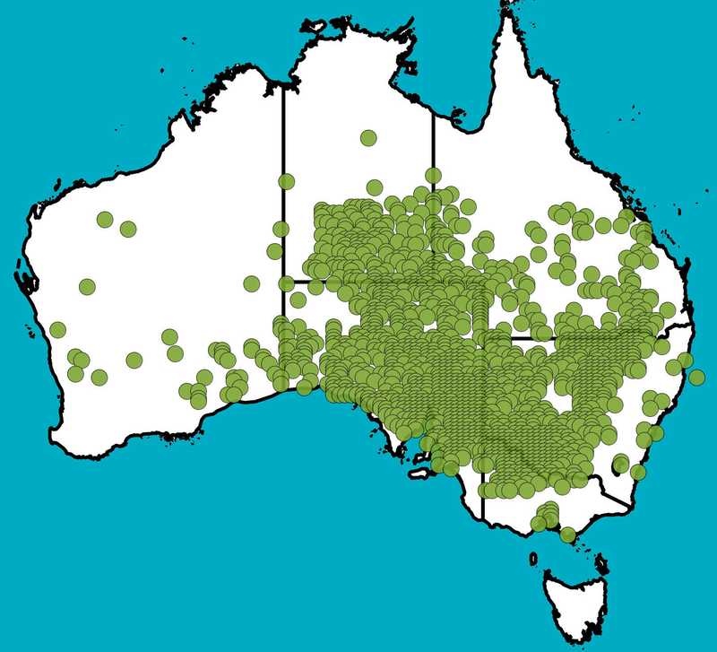 Distribution Map | Rhagodia spinescens | Queensland Native Seeds