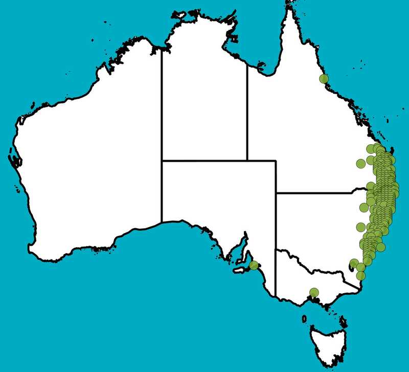 Distribution Map | Angophora subvelutina | Queensland Native Seeds