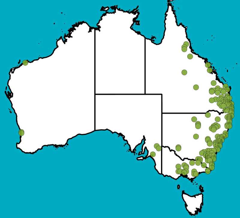Distribution Map | Bolboschoenus fluviatilis | Queensland Native Seeds