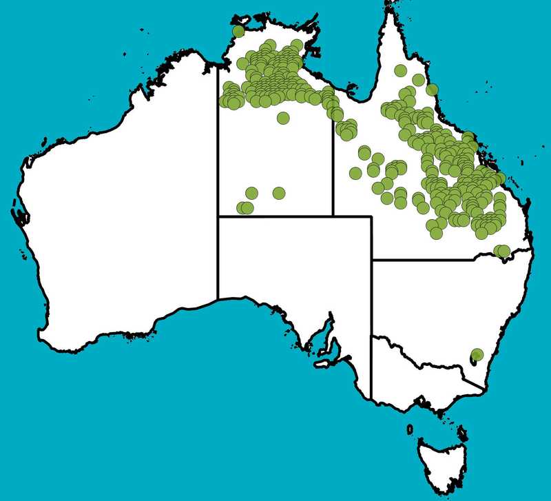 Distribution Map | Acacia shirleyi | Queensland Native Seeds