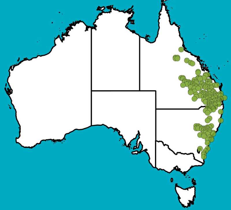 Distribution Map | Dodonaea triangularis | Queensland Native Seeds