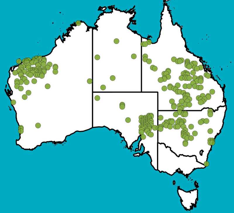 Distribution Map | Petalostylis labicheoides | Queensland Native Seeds