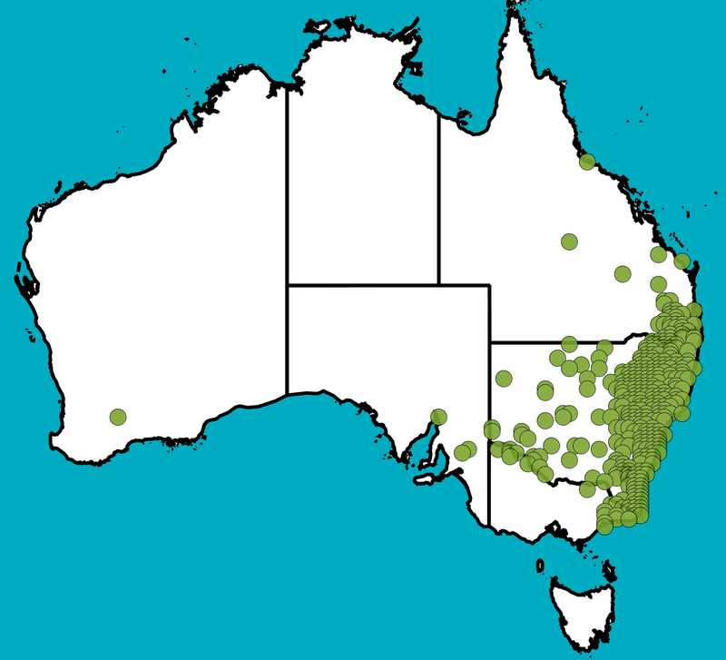 Distribution Map | Dodonaea viscosa subsp. angustifolia | Queensland Native Seeds