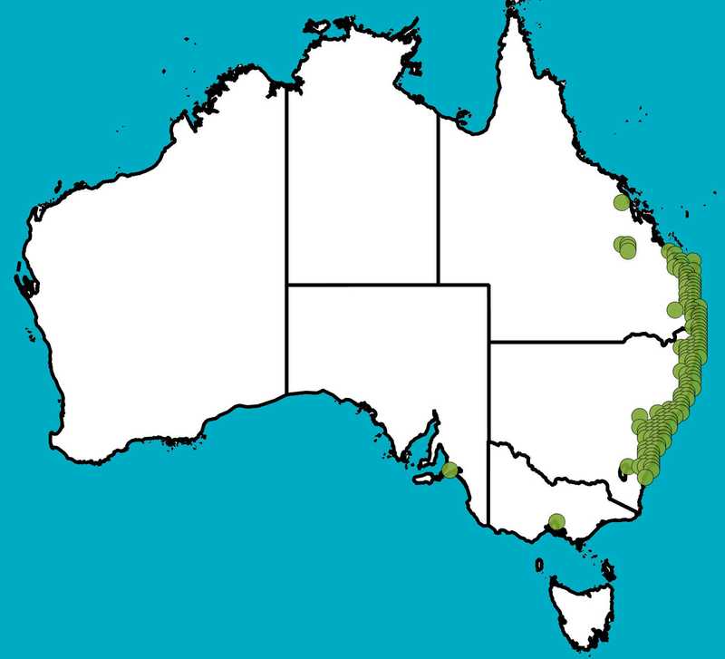 Distribution Map | Banksia oblongifolia | Queensland Native Seeds