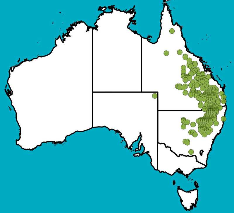 Distribution Map | Aristida caput-medusae | Queensland Native Seeds