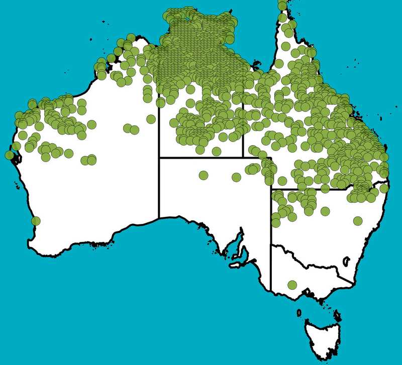 Distribution Map | Chrysopogon fallax | Queensland Native Seeds