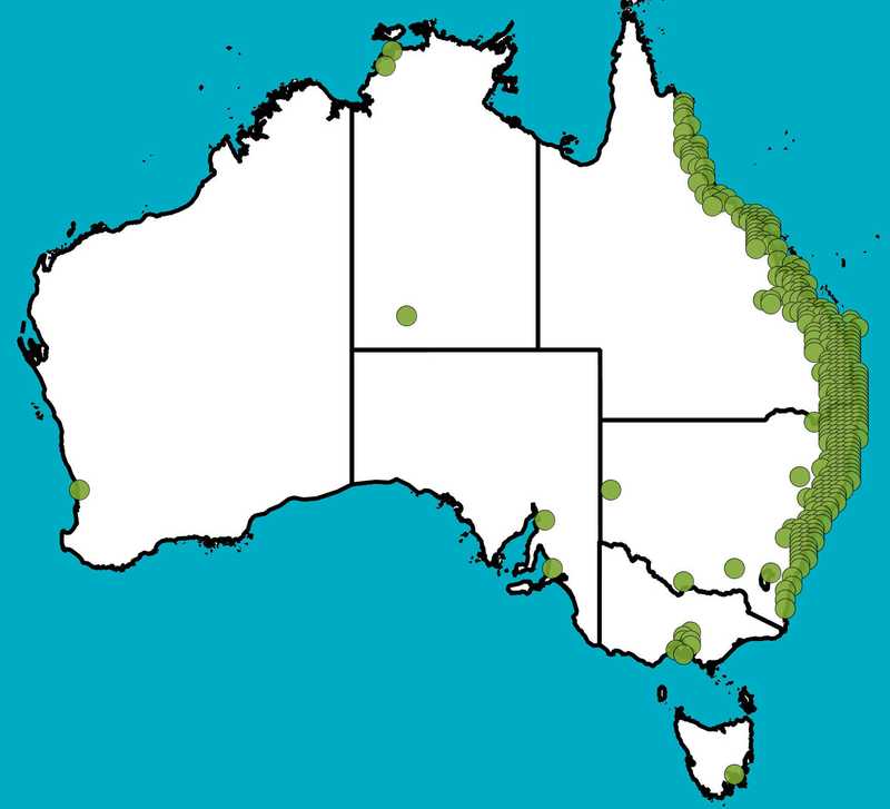 Distribution Map | Lophostemon confertus | Queensland Native Seeds